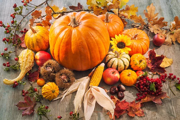 Bodegón de otoño con calabazas, mazorcas de maíz y bayas — Foto de Stock