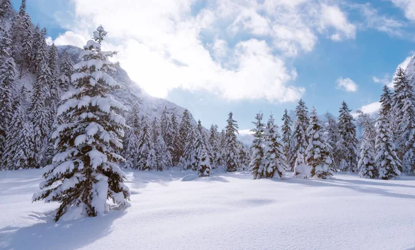 Landscape with coniferous trees covered with snow — Stock Photo, Image