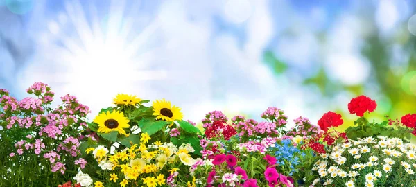 Flowers in garden — Stock Photo, Image