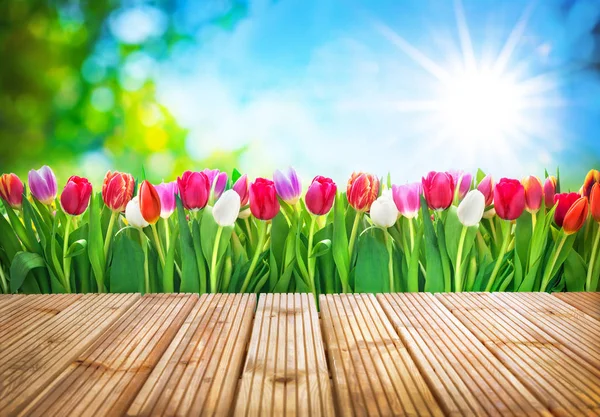 Primavera tulipas flores — Fotografia de Stock