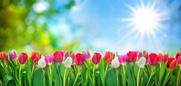 Tavaszi tulipán virágok — Stock Fotó