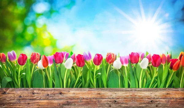 Lente tulpen bloemen — Stockfoto