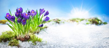 Eriyen karlar arasında açan Crocus çiçekleri