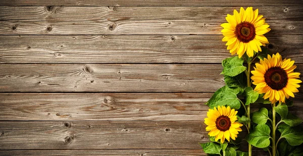 Sonnenblumen auf Holzbrett — Stockfoto