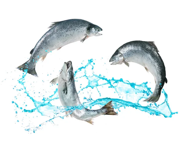 Peixes de salmão saltando da água — Fotografia de Stock