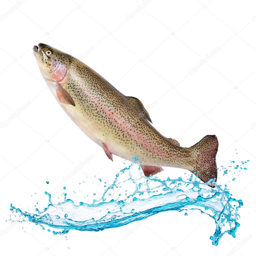 Pesce salmone che salta fuori dall'acqua Foto Stock Foto, Immagini