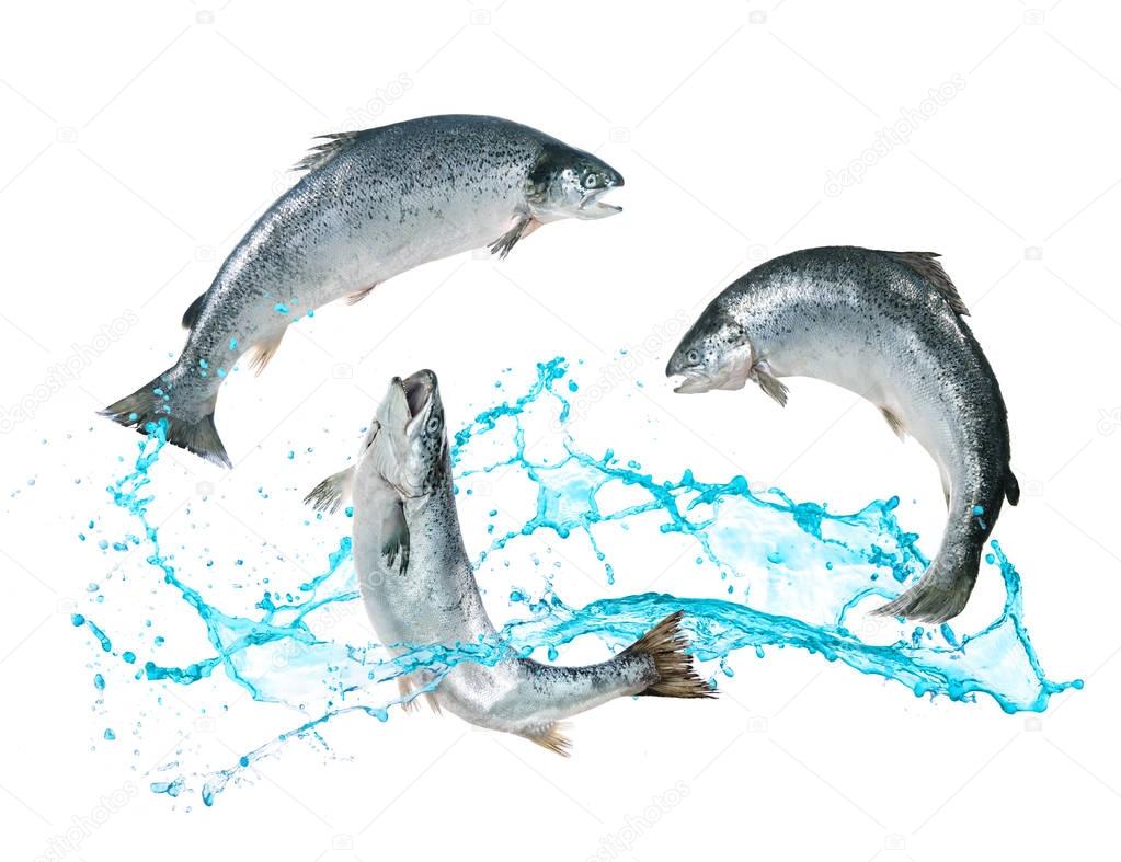 Salmon fish jumping out of water