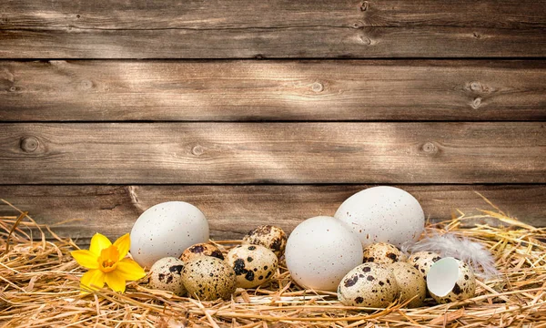 Velikonoční vajíčka na dřevěném pozadí — Stock fotografie
