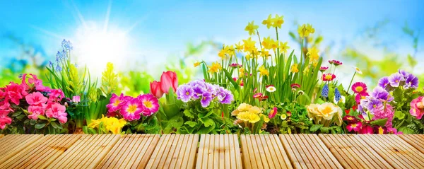 Spring flowers in garden — Stock Photo, Image