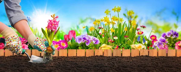 Planting flowers in garden — Stock Photo, Image