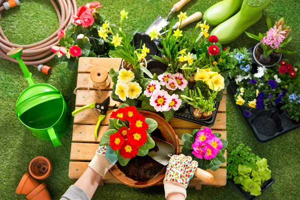 Potting flowers in the garden — Stock Photo, Image