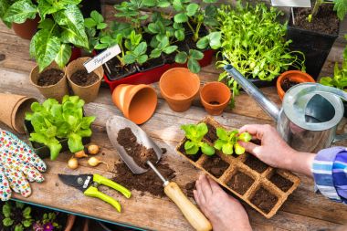 Planting seedlings in greenhouse clipart