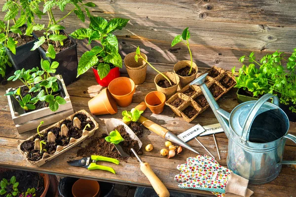 Planting seedlings in greenhouse — Stock Photo, Image