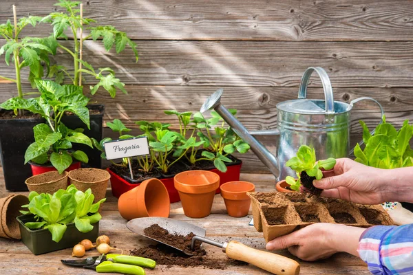 Planting seedlings in greenhouse — Stock Photo, Image