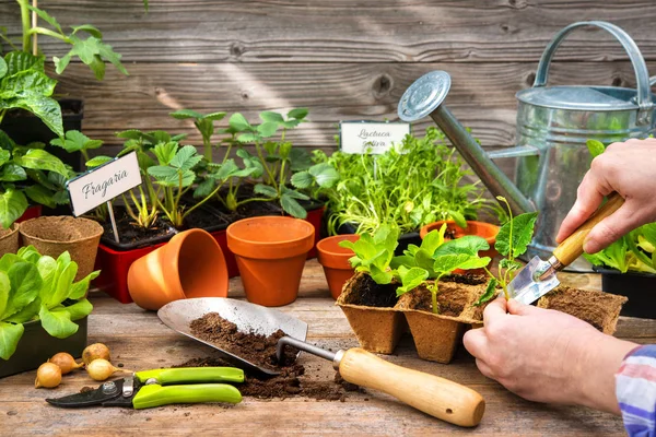 Planting seedlings in greenhouse — Stock Photo, Image