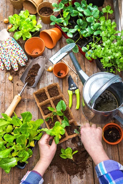 Planting seedlings in greenhouse — Stock Photo, Image