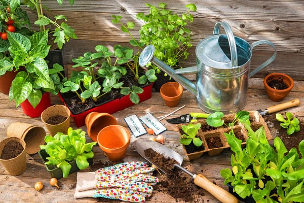 Planting seedlings in greenhouse — Stock Photo, Image