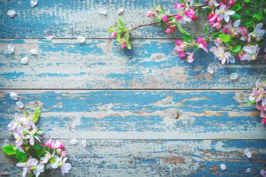 Spring blooming branches on blue wooden background. clipart