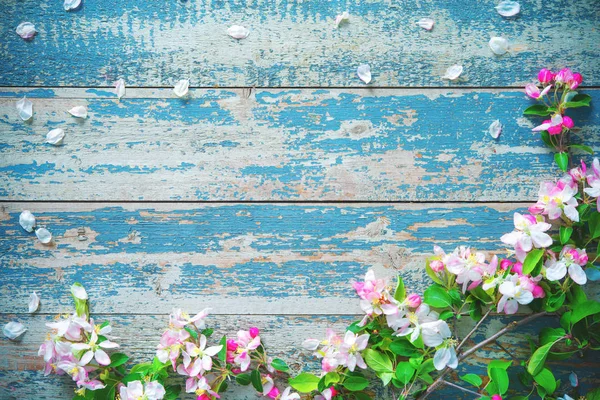 Mavi ahşap arka plan bahar çiçek dallarda. — Stok fotoğraf