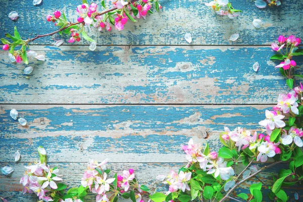Spring blooming branches on blue wooden background. — Stock Photo, Image