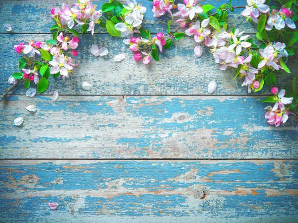 Spring blooming branches on blue wooden background. — Stock Photo, Image