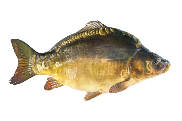 Big mirror carp isolated on white — Stock Photo, Image