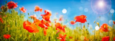 Poppies field at sunlight clipart