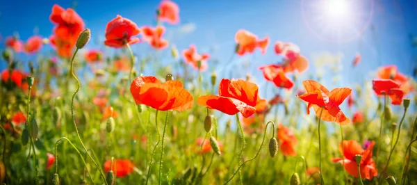 Poppies field at sunlight