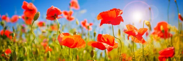 Poppies field at sunlight — Stock Photo, Image