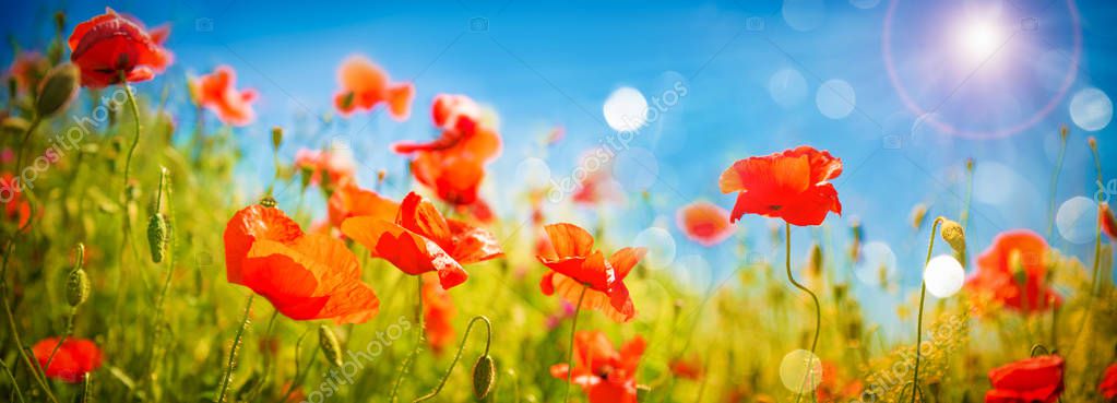 Campo de amapolas a la luz del sol — Imagen de stock Campo de amapolas a la luz del sol Imágenes De Stock Sin Royalties Gratis