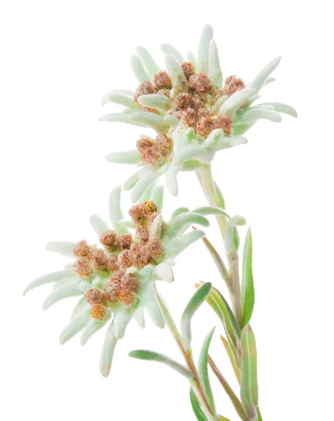 Edelweiß Blüten isoliert über Weiß — Stockfoto