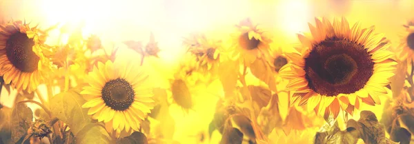 Field of sunflowers — Stock Photo, Image