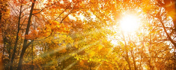 Bunte Herbstblätter mit Sonnenstrahlen — Stockfoto