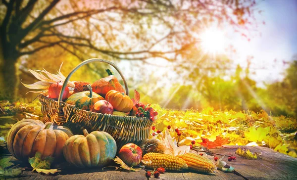 Thanksgiving bakgrund med pumpor — Stockfoto
