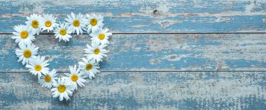 Daisy flowers on wooden background clipart