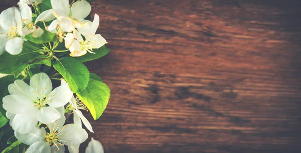 木製の背景に春の開花枝 — ストック写真