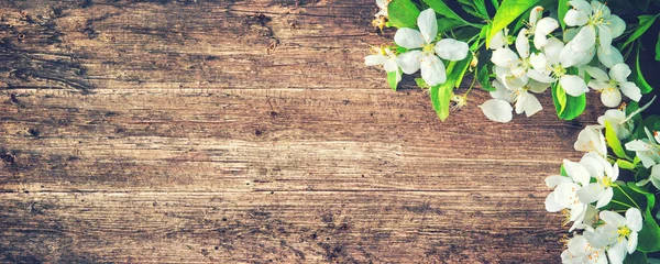 Spring blooming branches on wooden background — Stock Photo, Image