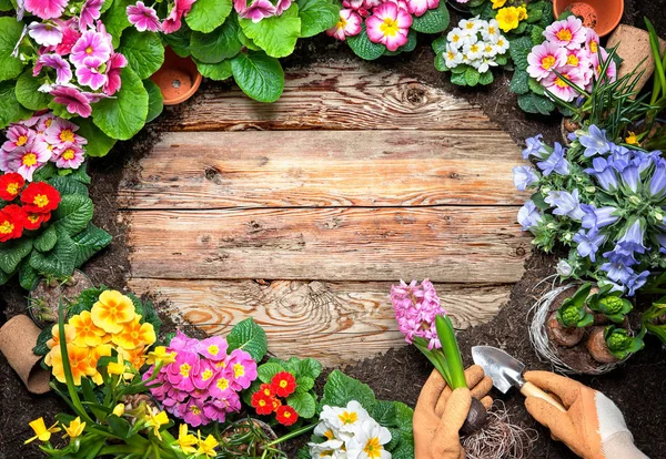 Quadro de flores de primavera e ferramentas de jardinagem — Fotografia de Stock