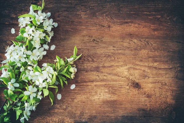 木製の背景に春の開花枝 — ストック写真