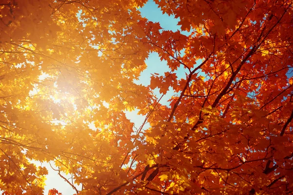Sonbahar. Altın ağaçlar güneş parkında