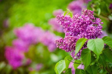 Bahar çiçek açması leylak dalı. Güneş ışığında