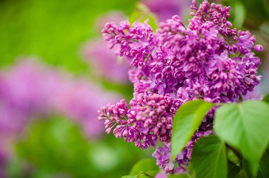 Bahar çiçek açması leylak dalı. Güneş ışığında