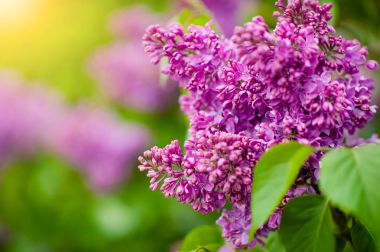 Bahar çiçek açması leylak dalı. Güneş ışığında