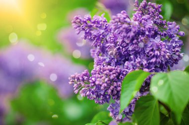 Bahar çiçek açması leylak dalı. Güneş ışığında