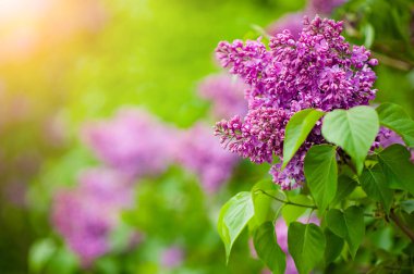 Bahar çiçek açması leylak dalı. Güneş ışığında