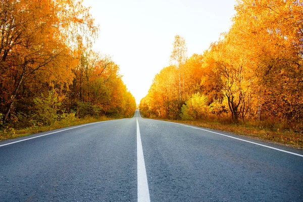 Road Autumn Forest — Stock Photo, Image