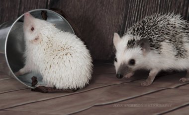 Dost vahşi hayvan kirpi