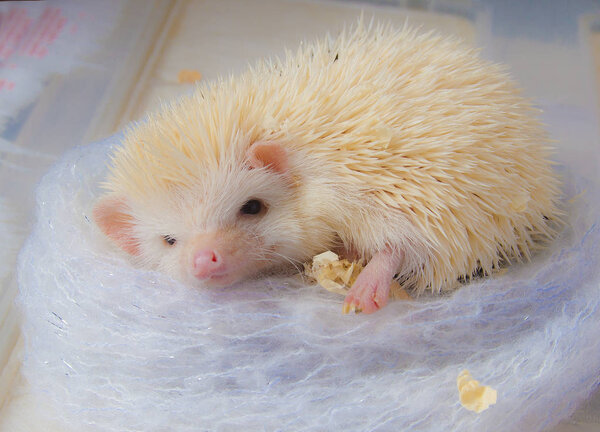 Friendly wild animal Hedgehog