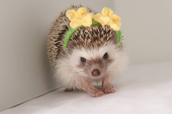 Friendly wild animal Hedgehog