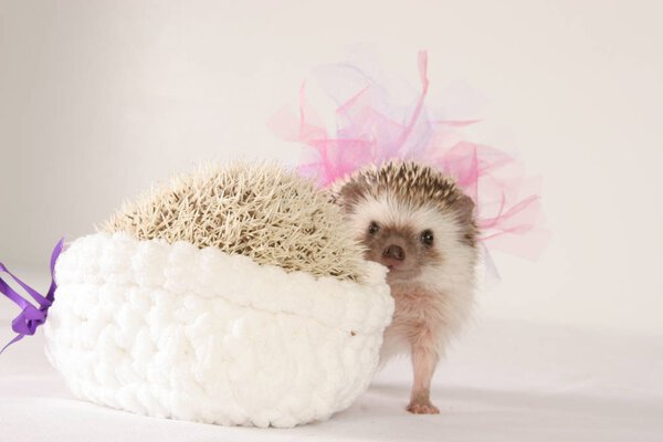 Friendly wild animal Hedgehog